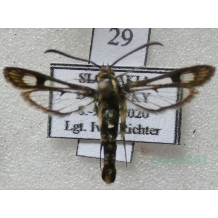 Chamaesphecia tenthrediniformis (Denis & Schiffermüller, 1775) Slovakia29n